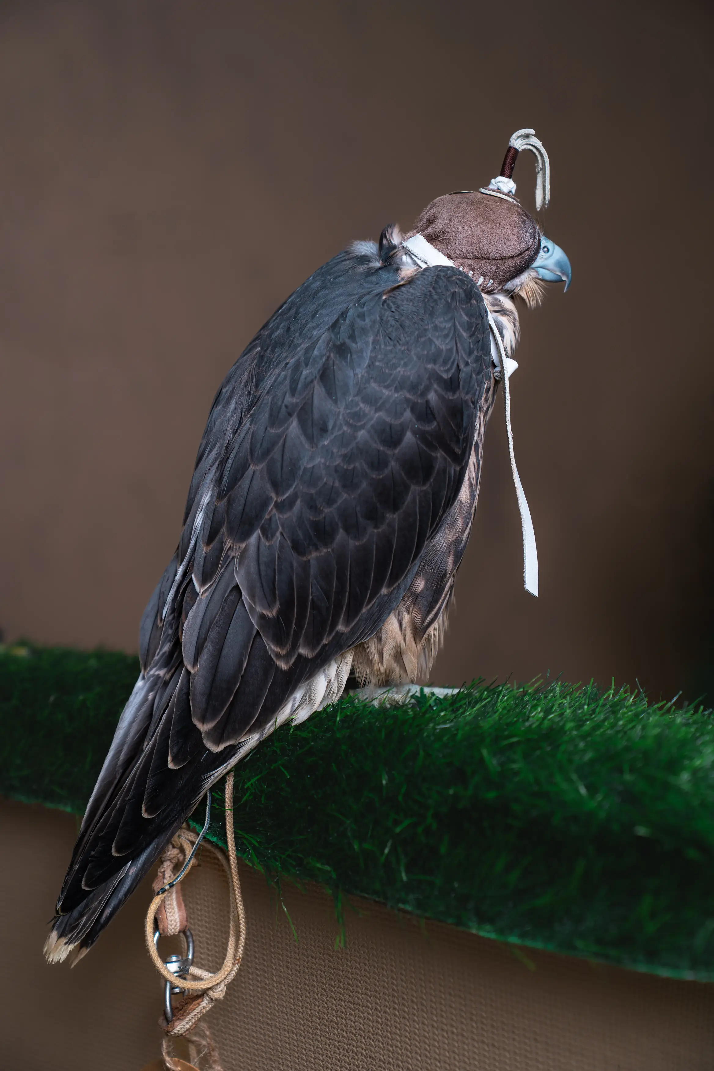 Falcon Flying