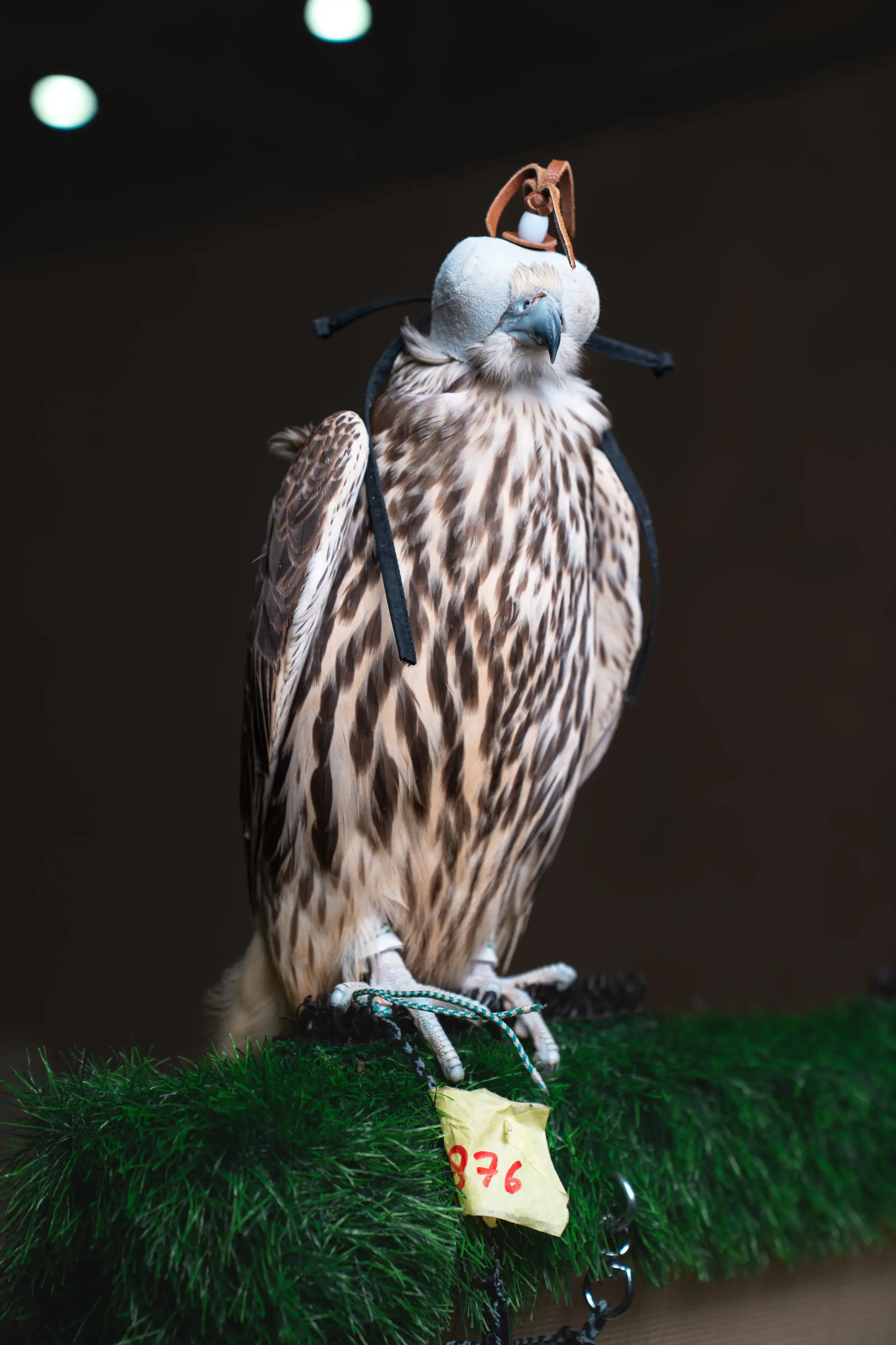 Falcon Front