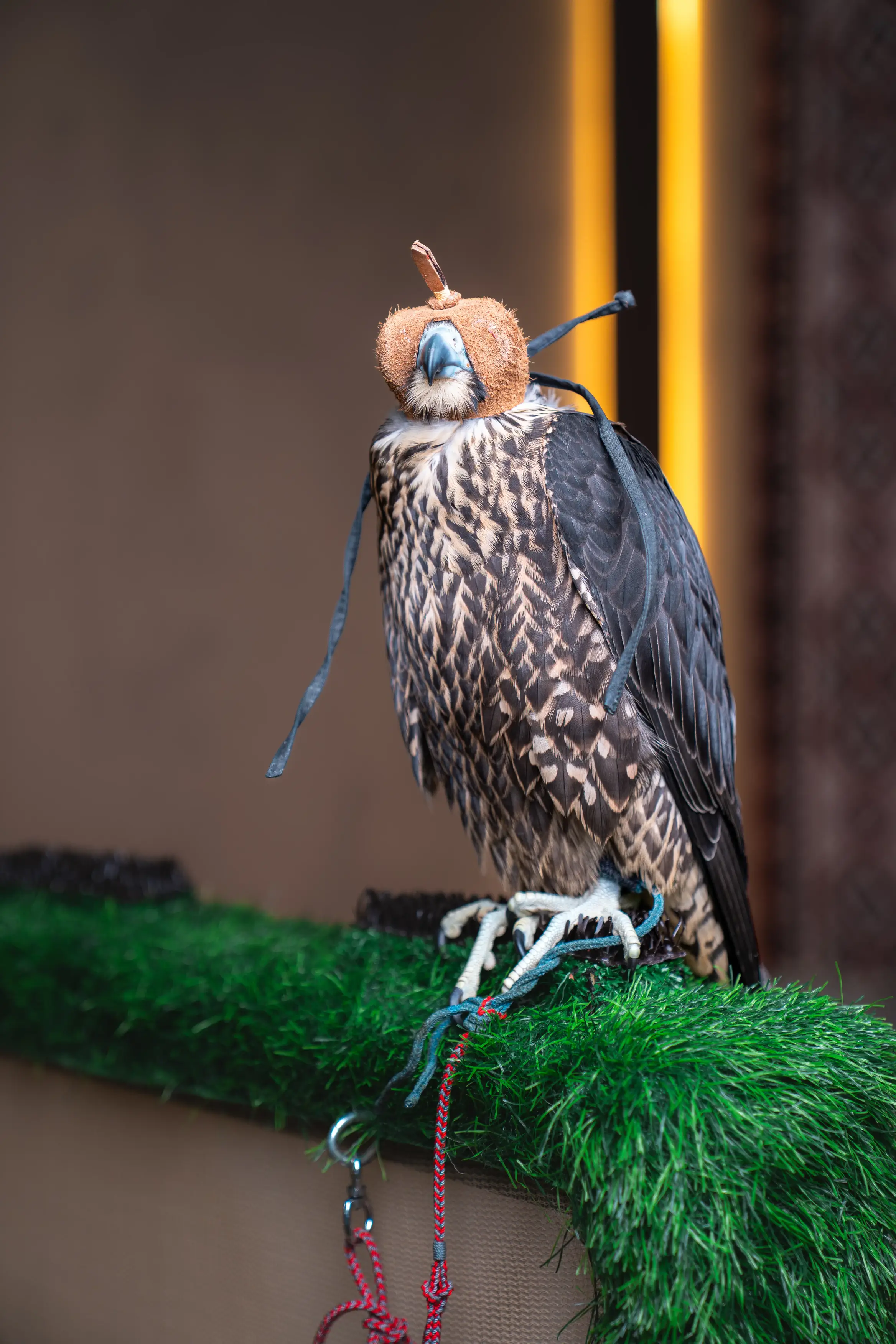 Falcon Closeup