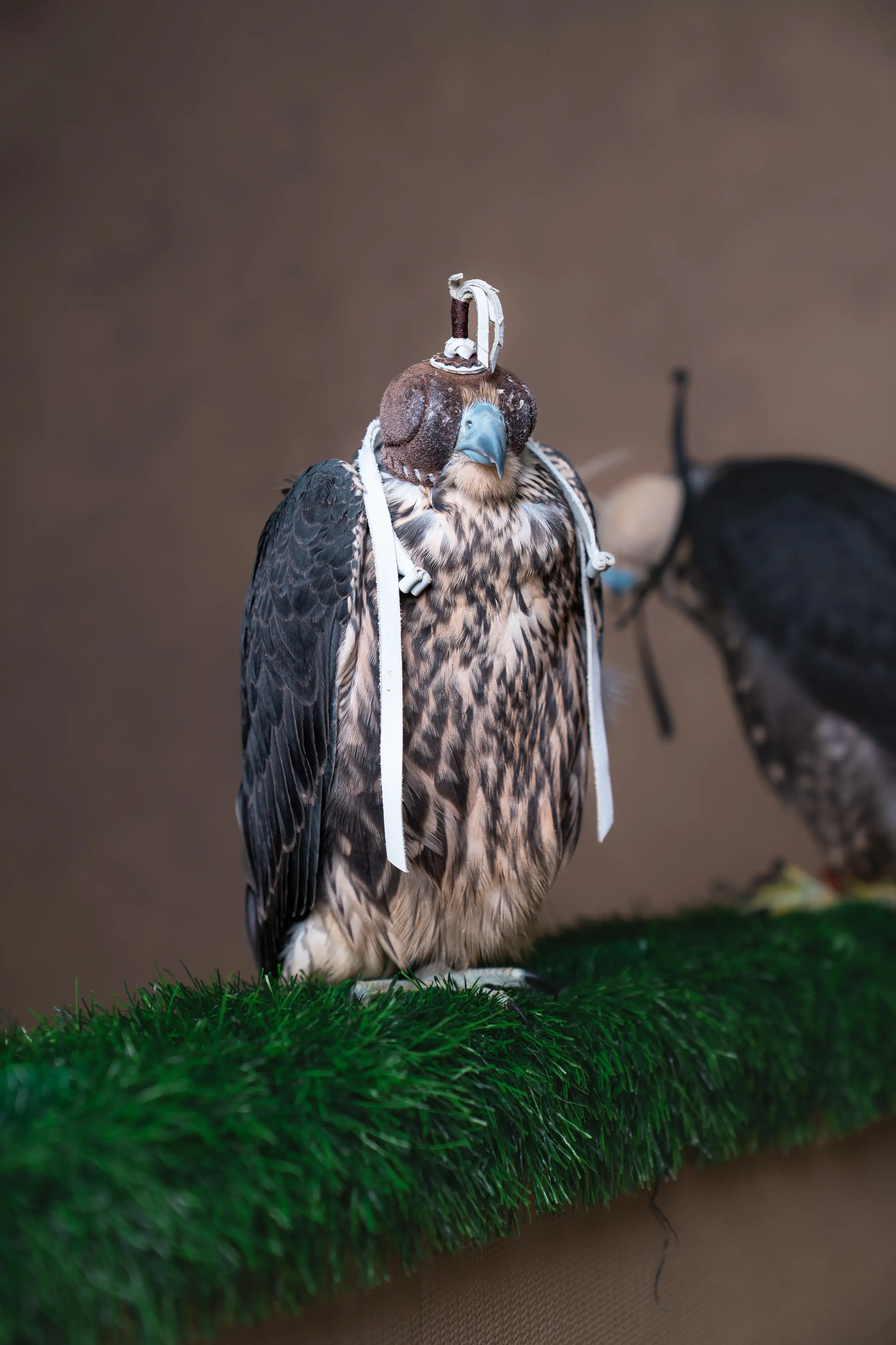 Falcon on Glove